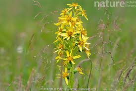 Image result for Ligularia sibirica