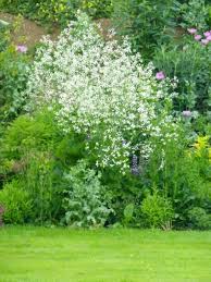 Image result for Crambe