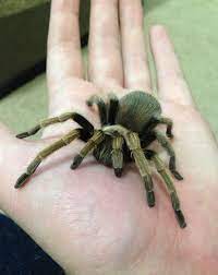Aphonopelma seemanni / costa ricain zebra female. Immature Female Arizona Blonde Tarantula Aphonopelma Chalcodes Tarantula Most Beautiful Animals Springtails