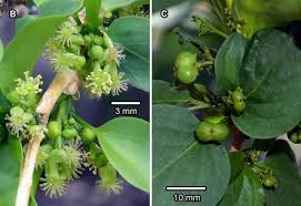 Image result for Erythrococca