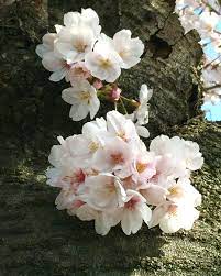 桜 ソメイヨシノ 花 ブーケ ソメイヨシノ
