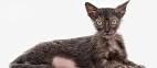 Lykoi Cat : Is Everything That’s Wrong With Designer ...