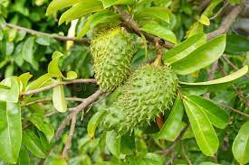Graviola is indigenous to most of the warmest tropical areas in south and north america, including the amazon. Soursop Trees Photos Free Royalty Free Stock Photos From Dreamstime