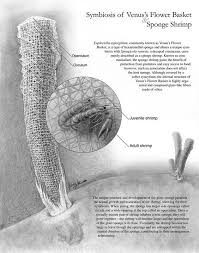 Symbiosis Of The Venus Flower Basket And Sponge Shrimp Art As Applied To Medicine Flower Basket Symbiosis Shrimp Art