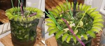 Recette Mojito Geant 20l I Love Mojitos Recette En 2020 Recette Mojito Mojito Geant Mojito