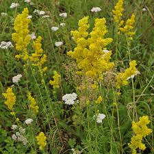 Image result for Galium verum