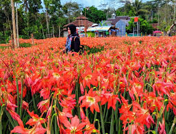 Check spelling or type a new query. Taman Bunga Amarilis Hamparan Oranye Penuh Warna Agustus 2021 Travelspromo