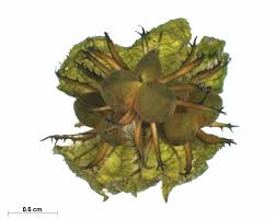 Image result for Euphorbia baylissii