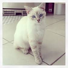 Lynx Point Siamese Just Like Pabu Siamese Cats Cats Siamese Kittens