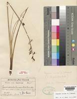 Image result for Dipcadi viride