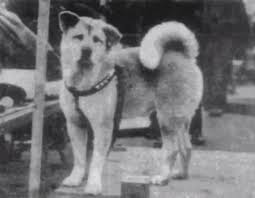 Sadakat Ve Insan Hayvan Iliskisinin Sembolu Hachiko Hachiko Kopek Sadik Sadakat Onur Heykel Ders Mesaj Nasihat Ogut Wattp Akita Dog Sadakat Hayvan