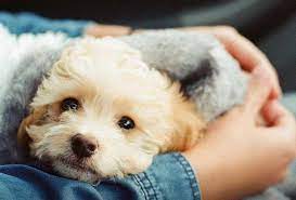 The free places are good since you don't have to pay anything to all it takes is a quick search on google using specific terms and keywords such as where can i get copies made cheap or cope services near me. Pet Adoption Near Me Free Petswithlove Us Dog Adoption Pet Adoption Near Me Pet Adoption