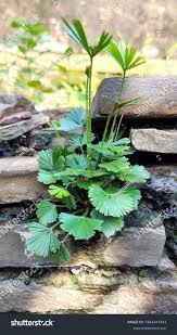 Image result for Actiniopteris radiata