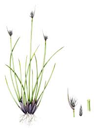 Image result for Schoenus