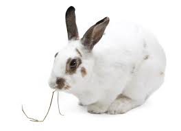 They were born on the 11th of may. What Do You Feed A Rabbit Petmd