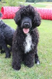 Su pelaje es recomendado para las personas alérgicas. 27 Ideas De Portugueses Water Dog Perros Perros De Agua Perro De Agua Portugues