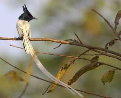 The Insectivorous Asian Paradise Flycatcher Is About 20 Cm Long But The Long Tail Streamers Double This It Has A Glossy Bla Aves Aves Rapaces Martin Pescador