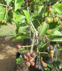 Image result for Grewia holstii