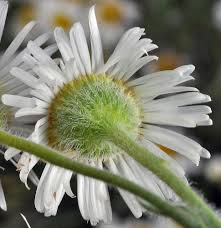 Image result for Eriosema pumilum