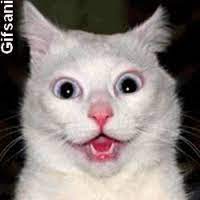Gifsani Gifs Figuras Animadas Gatos Fotos De Animais Engracados Animais Bonitos Humor De Gato Engracado