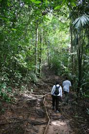 This trail is already decades old and therefore very clear/wide, and it follows the bank of. Bukit Teresek Taman Negara