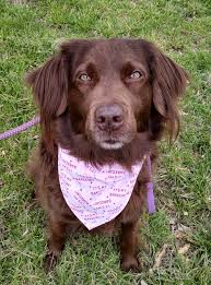 Boog and I's walk turned into a series of unfortunate(?) events. Look at  all of them they are worth it and have captions! !!PSA We walk here daily  and I take photos