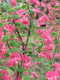 We did not find results for: Native Plants Kitsap Conservation District