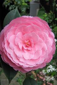 Buy E G Waterhouse Pink Camellia Free Shipping Williamsii Hybrid Plants For Sale Online From Wilson Bros Gardens In 2020 Plant Sale Plants Camellia