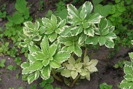 Show cookie information hide cookie information. Pachysandra Terminalis Variegata Plants All Plants Herbs