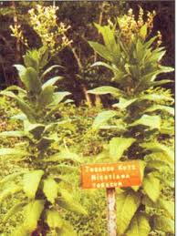 John kasich signed ohio's medical marijuana law.other businesses are preparing to apply for dispensary and. Http Zpd7icar Nic In Download Iitka Data Document 20 5 20 Geographical Indications Of Plant Species In Itks In Agriculture Pdf