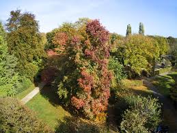 Перевод контекст amberbaum c немецкий на русский от reverso context: Amerikanischer Amberbaum Im Stadtpark Gutersloh American Sweetgum