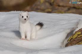 Sweetness By Jacopo Rigotti 500px Animals Friends Cute Animals Funny Animals