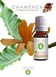Champaca Oil Pure Esssential Oil Champak Natural Champaca Etsy Pure Products Oils Natural Fragrances