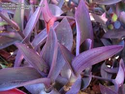We did not find results for: Plantfiles Pictures Tradescantia Purple Heart Purple Queen Wandering Jew Purpurea Tradescantia Pallida By Xenomorf