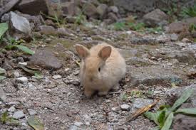 Kostenlose Foto Natur Tierwelt Saugetier Baby Fauna Hase Tiere Wirbeltier Tapete Komisch Haschen Tender Hauskaninchen Kaninchen Und Hasen 6000x4000 658635 Kostenlose Bilder Pxhere Here you can find the best newborn baby wallpapers uploaded by our. kostenlose foto natur tierwelt