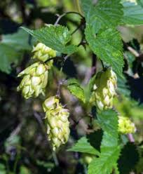El lúpulo es una materia prima fundamental para la elaboración de las cervezas y cada una de ellas tiene uno diferente, según el sabor que se busque transmitir. Fertilizante De Plantas De Lupulo Como Y Cuando Alimentar Las Plantas De Lupulo Es Haenselblatt Com
