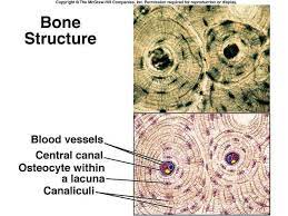 Bone Tissue How To Study Anatomy Tissue Biology Loose Connective Tissue