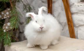 Le Lapin Nain Tete De Lion Qui Est Il Comment En Prendre Soin