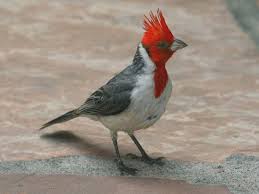 Black And White Speckled Bird With Red Head Red Crested Cardinal Bird Species Bird Life List Bird