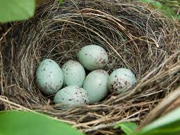 Bird Eggs With Brown Spots On Shell 9 Tips Beginning Investors Must Know Bullfinch Bird Eggs Stock Market