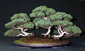 Image result for rosemary bonsai