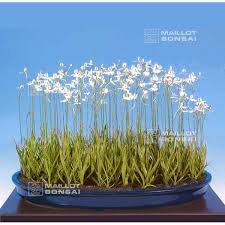 Image result for Habenaria chirensis