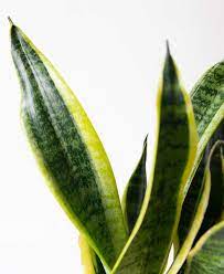 Why Is My Sansevieria Turning Yellow Bloomscape Snake Plant Care Sansevieria Plant Plant Leaves Turning