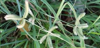 Image result for Dactyloctenium aegyptium