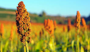 Image result for Sorghum