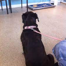 464 cassat ave, jacksonville, fl 32254. Photos At Jacksonville Community Pet Clinics Beaches Jacksonville Beach Fl