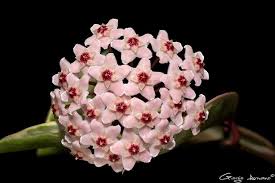 Image result for Periglossum mackenii