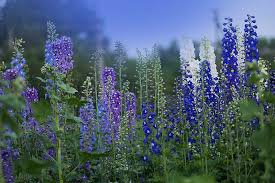 It is given to thessalia with a vial of water to make blue dye. 19 Of The Best Delphinium Cultivars Gardener S Path