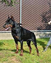 They are also extremely intelligent which means they will be eager to bond and learn new obedience commands and fun tricks. European Doberman Pets And Animals For Sale California