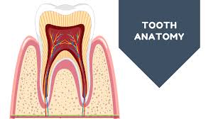 Image result for Tooth Anatomy